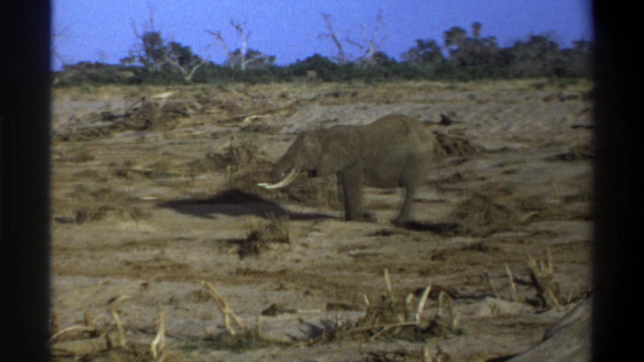 1969 Cape Town metadata frame showing a tusked elephant moving through a dry field with brush, trees, and dark film borders.