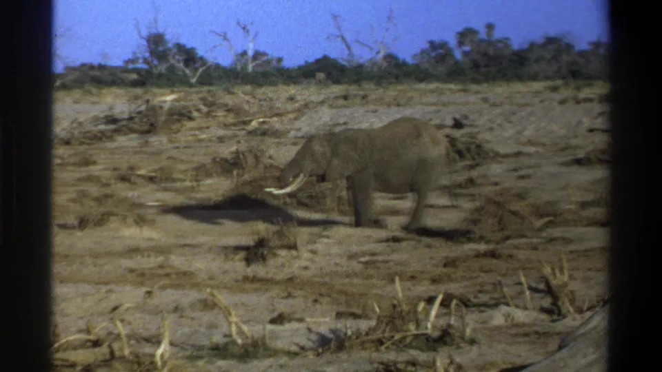 1969 Cape Town metadata frame showing a tusked elephant moving through a dry field with brush, trees, and dark film borders.
