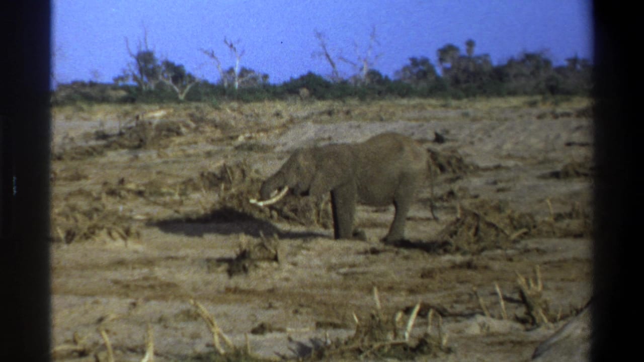 Elephant with visible tusks walking through a dry field near sparse brush.