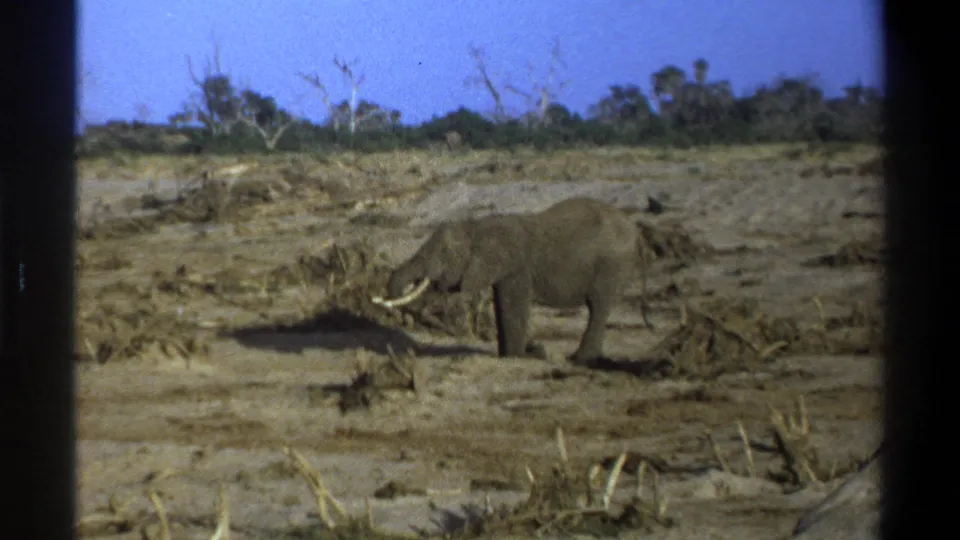 1969 Cape Town metadata frame with a tusked elephant in profile, crossing dusty ground with low brush and trees in the background.