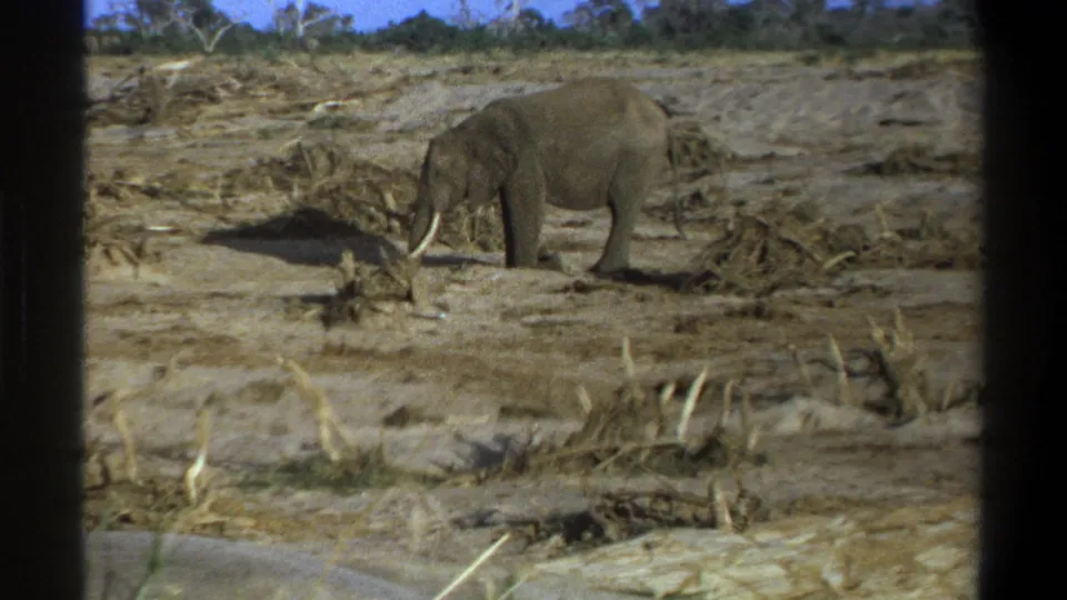 1969 Cape Town metadata frame showing the elephant feeding or investigating dry vegetation in an open, arid field.