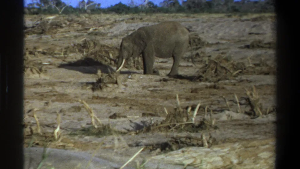 1969 Cape Town metadata frame of a tusked elephant standing in a dry open landscape with sparse plants and distant trees.
