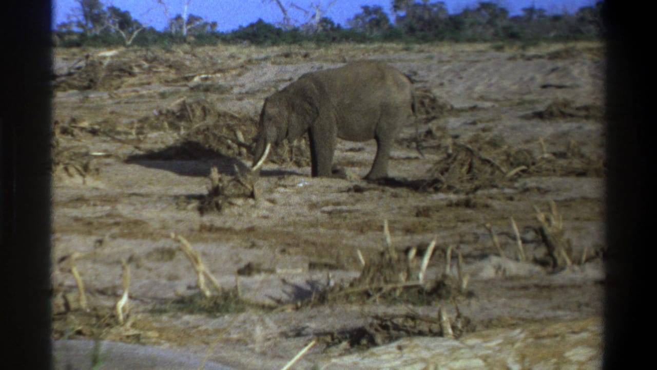 1969 8mm footage near Cape Town showing a tusked elephant foraging in a dry field with sparse vegetation.