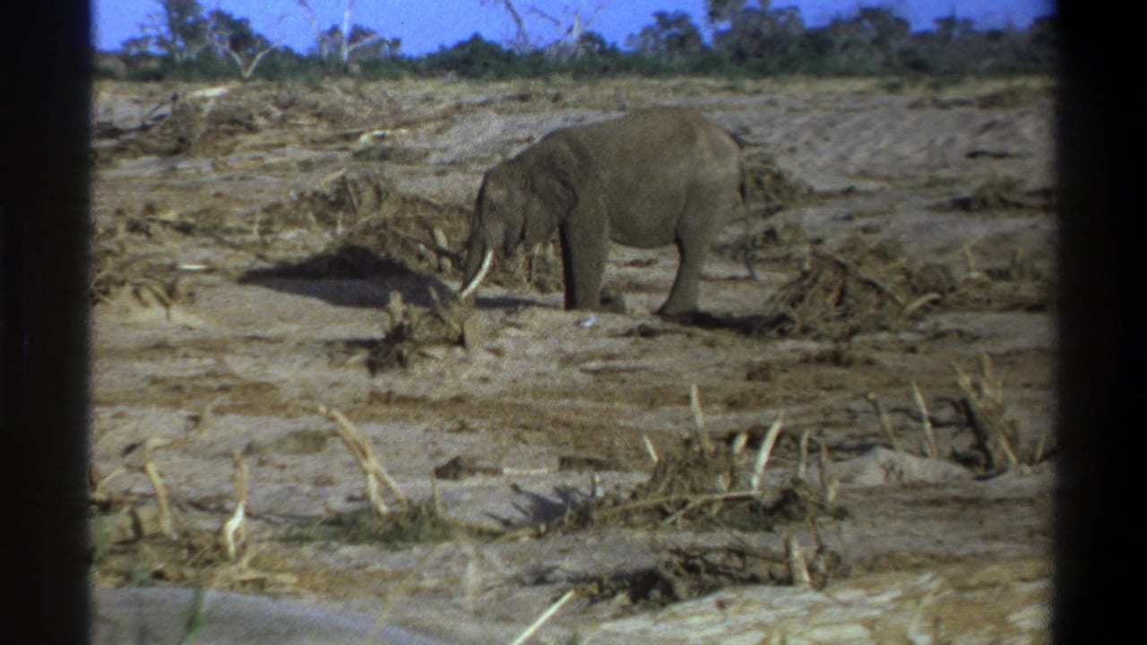 Elephant beside scattered deadwood in a dry field, framed by dark borders.