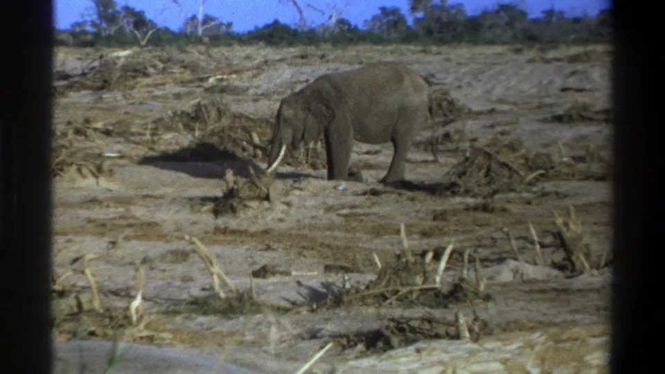 The elephant remains in profile in the dry Cape Town landscape, with tusks visible and dark frame obstructions at the sides.