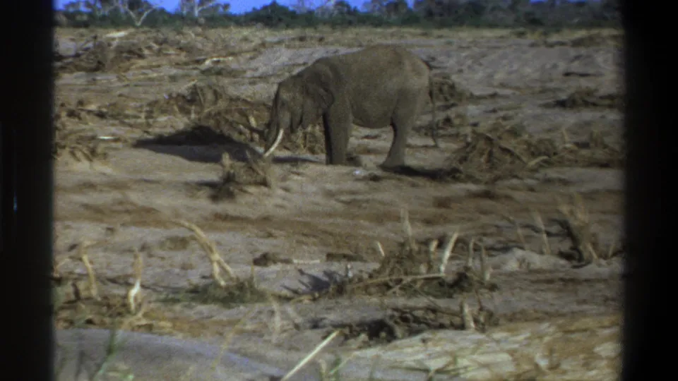 A 1969 home-movie frame shows the elephant lowering its head toward sparse dry vegetation in an open field near Cape Town.