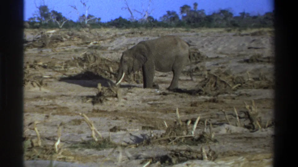 The closing frame shows the tusked elephant in the same dry South African field, partly bordered by dark vertical film obstructions.