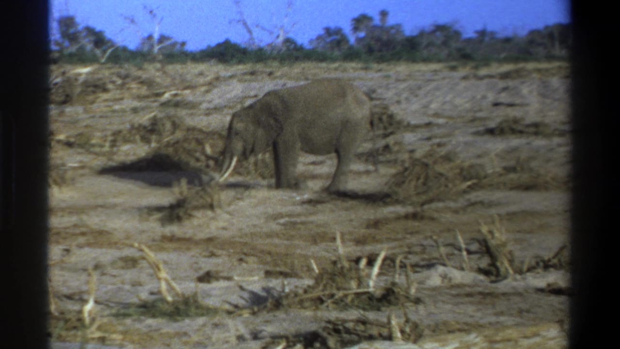 1969 8mm South Africa footage showing a lone elephant on pale dry ground with scrub, dead vegetation, and dark frame borders.