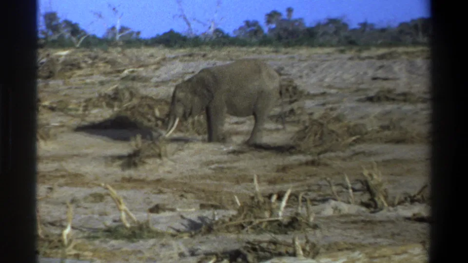 1969 8mm South Africa footage showing a lone elephant on pale dry ground with scrub, dead vegetation, and dark frame borders.