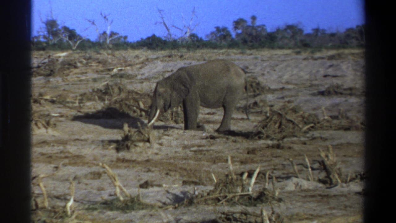 Elephant facing left beside fallen branches in a dry scrub landscape.