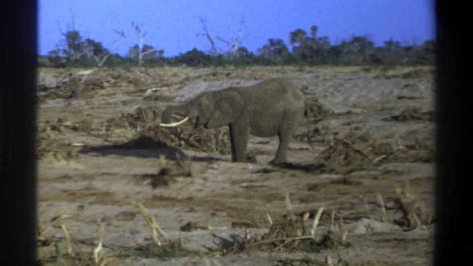 A lone elephant moves through a sun-bleached dry area in 1969 South Africa 8mm footage, framed by dark contact-sheet edges.