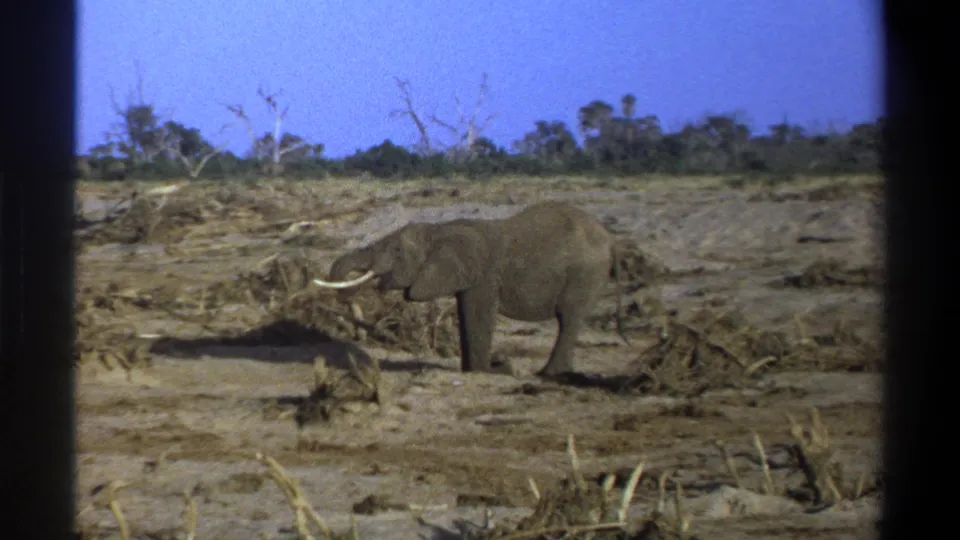 The final 1969 South Africa 8mm frame shows the elephant with its trunk lowered near dead branches on a barren, scrub-lined landscape.