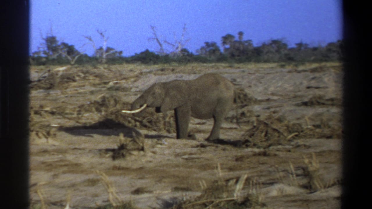 1969 Cape Town-area 8mm frame of a tusked African elephant grazing across dry ground under a blue sky.