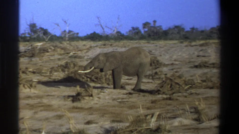 1969 Cape Town-area 8mm frame of a tusked African elephant grazing across dry ground under a blue sky.