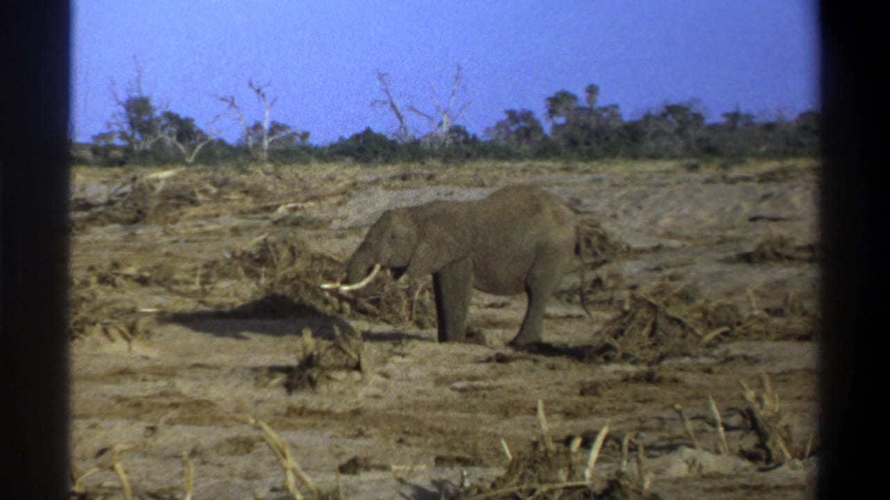 A tusked elephant appears in profile in 1969 Cape Town 8mm footage, surrounded by dry earth and scattered vegetation.
