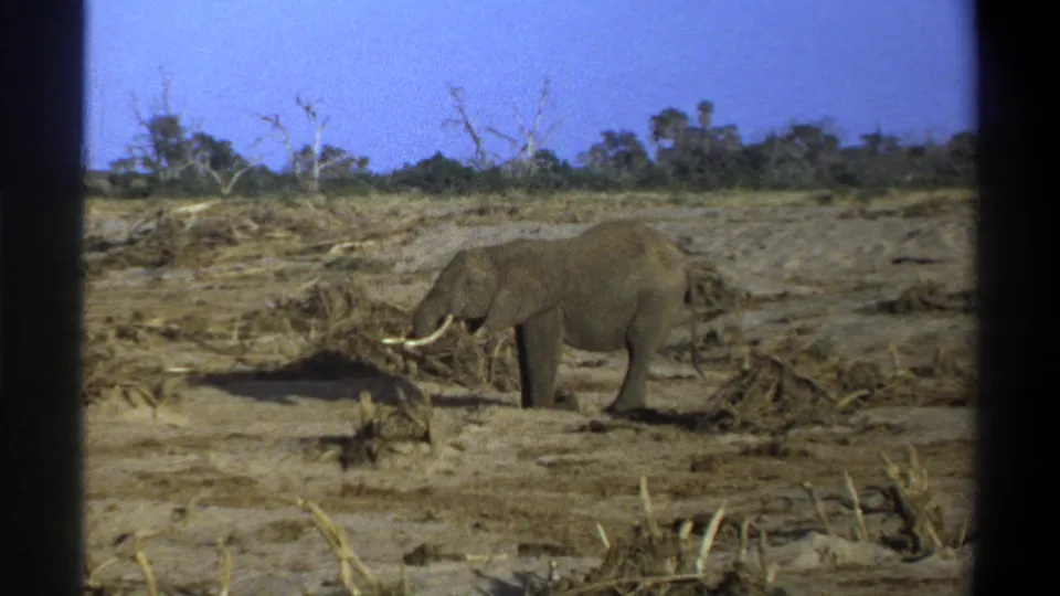 A tusked elephant appears in profile in 1969 Cape Town 8mm footage, surrounded by dry earth and scattered vegetation.