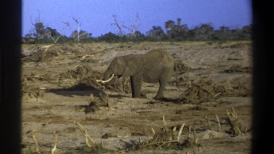 The 8mm home-movie frame shows a tusked African elephant grazing near brush in a dry Cape Town-area field.