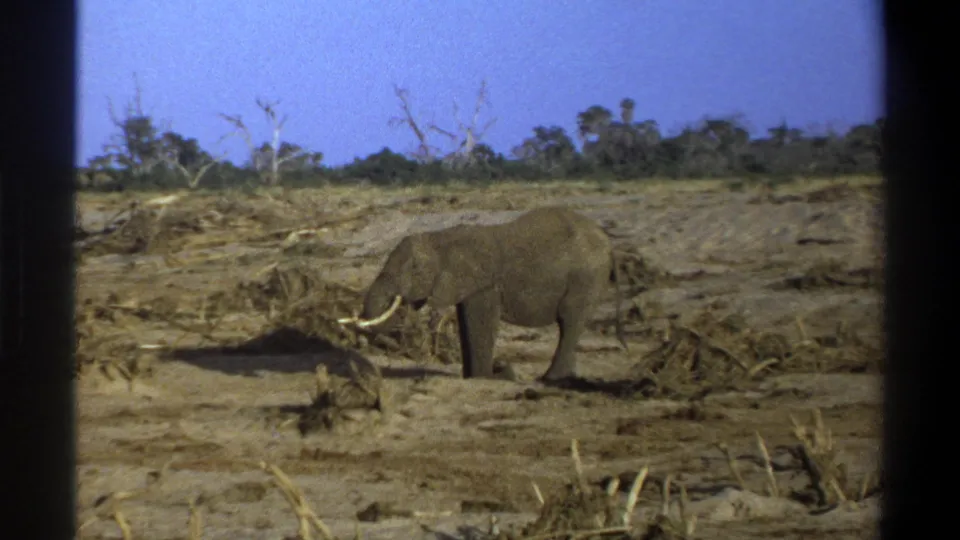 A late-1960s 8mm frame shows the elephant beside dry brush, with distant trees across the horizon near Cape Town.