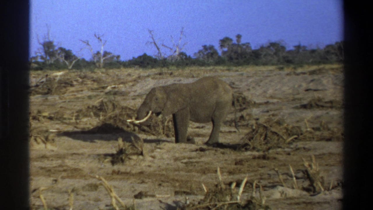 1969 8mm frame from Cape Town metadata showing a tusked elephant on dusty open ground with sparse trees beyond.