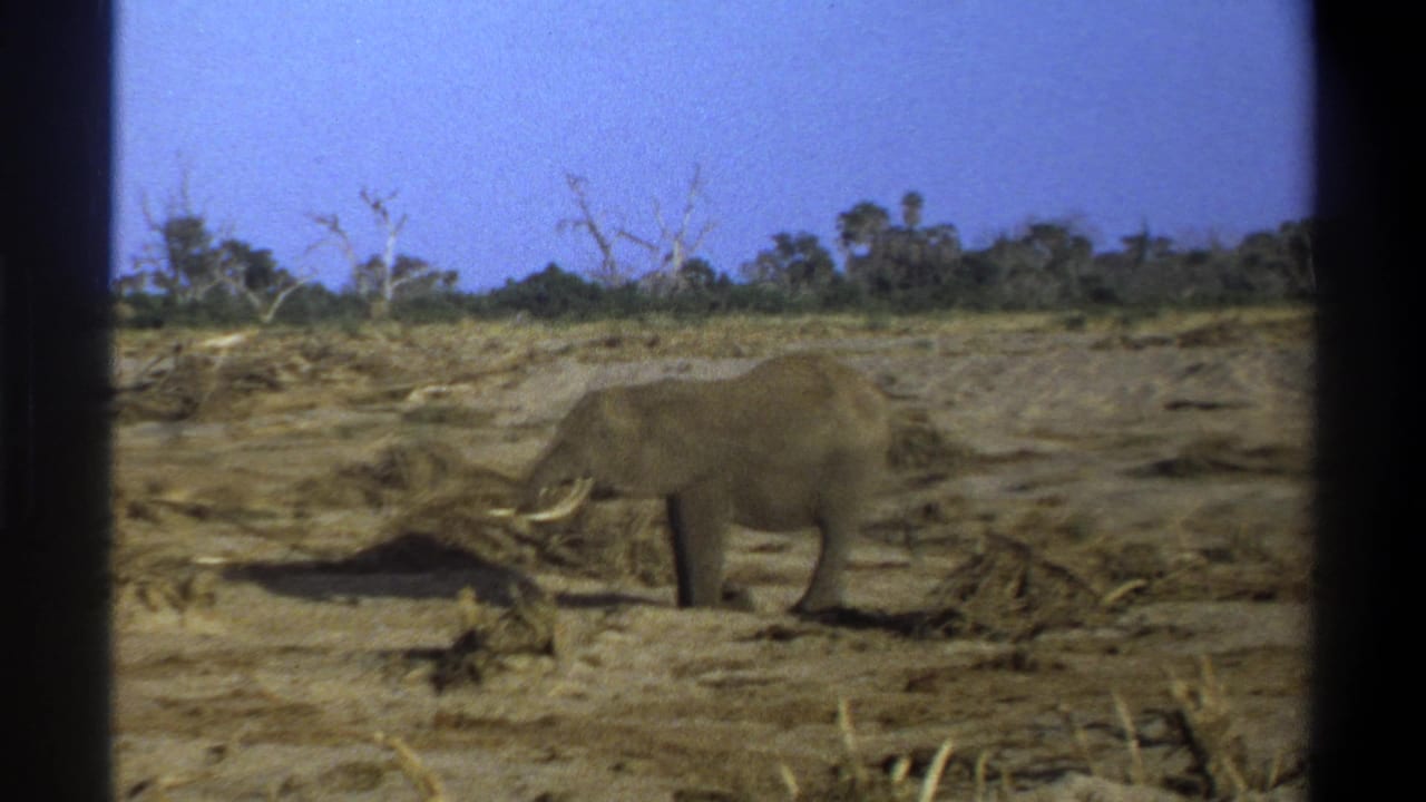 Elephant with tusks facing left on a dusty landscape under blue sky.