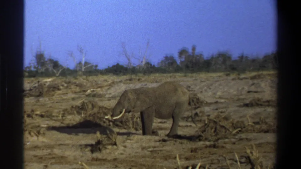 Soft 8mm frame from the 1969 Cape Town clip showing the elephant near dry branches with a tree line behind it.