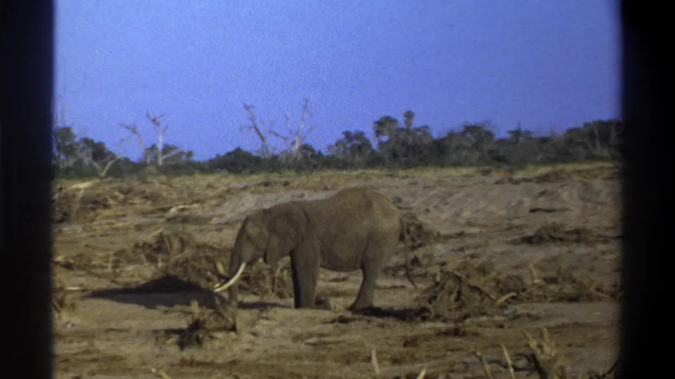 1969 8mm Cape Town wildlife frame with a tusked elephant beside dry roots or branches, framed by visible film borders.