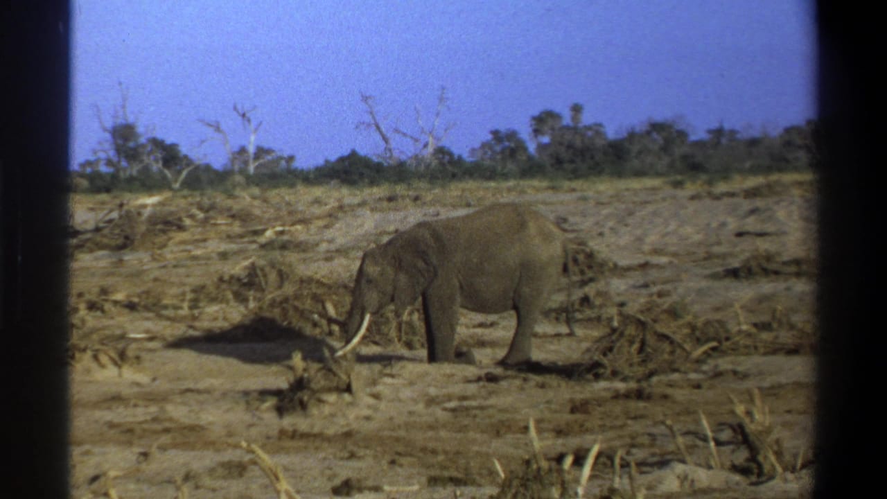 Tusked elephant standing on dry open ground with sparse brush and a blue sky.