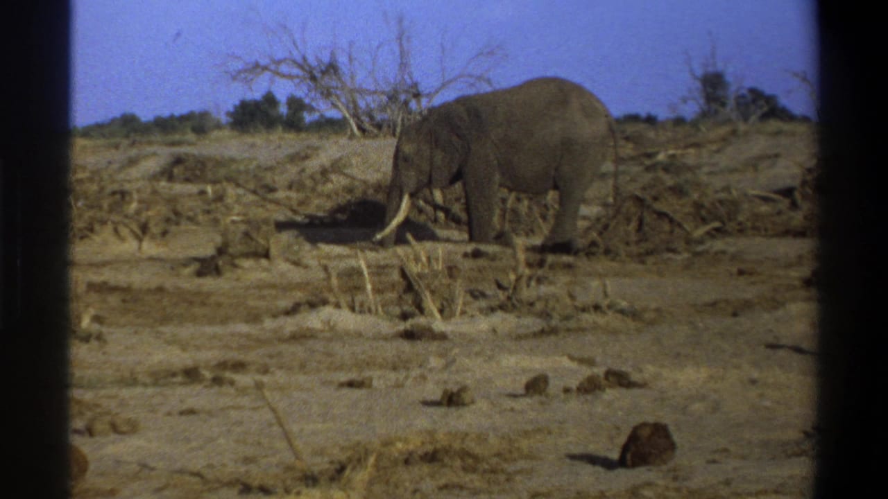 The elephant appears farther right in the 1969 Cape Town footage, walking slowly through a dry landscape under a vivid blue sky.