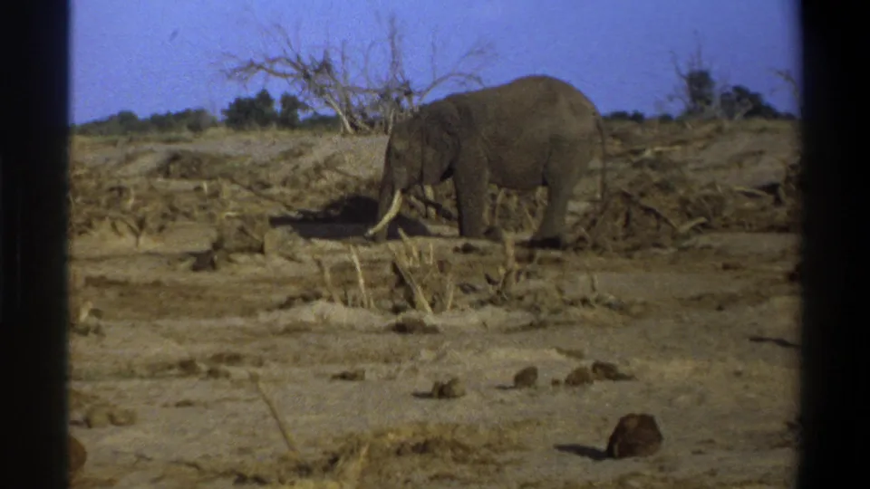The elephant appears farther right in the 1969 Cape Town footage, walking slowly through a dry landscape under a vivid blue sky.