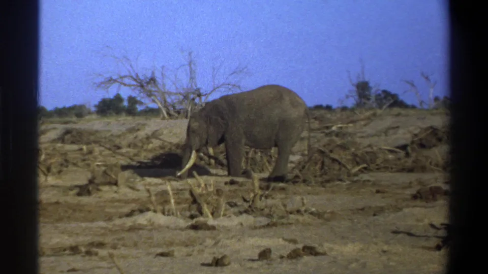 A large tusked elephant stands near sparse brush in 1969 8mm South Africa travel footage, with dry ground and bare trees visible.
