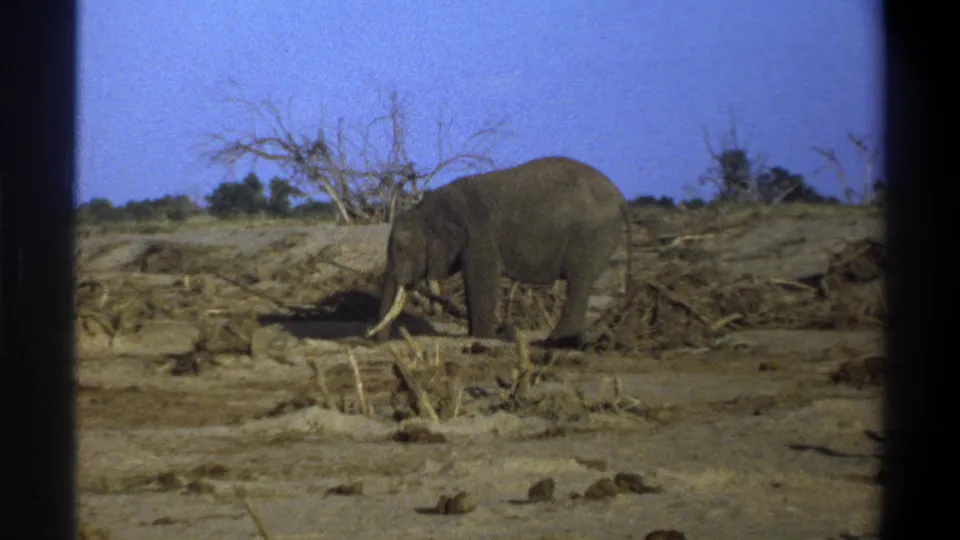 Final frame shows the tusked elephant facing left in the dry Cape Town landscape, framed by 8mm borders and sparse vegetation.