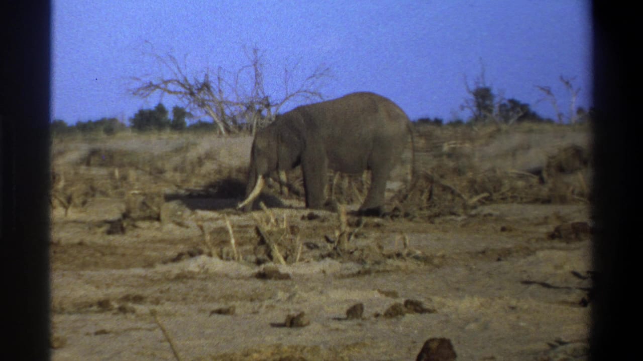 1969 8mm South Africa home-movie frame showing a tusked elephant crossing a dry open landscape with sparse brush.