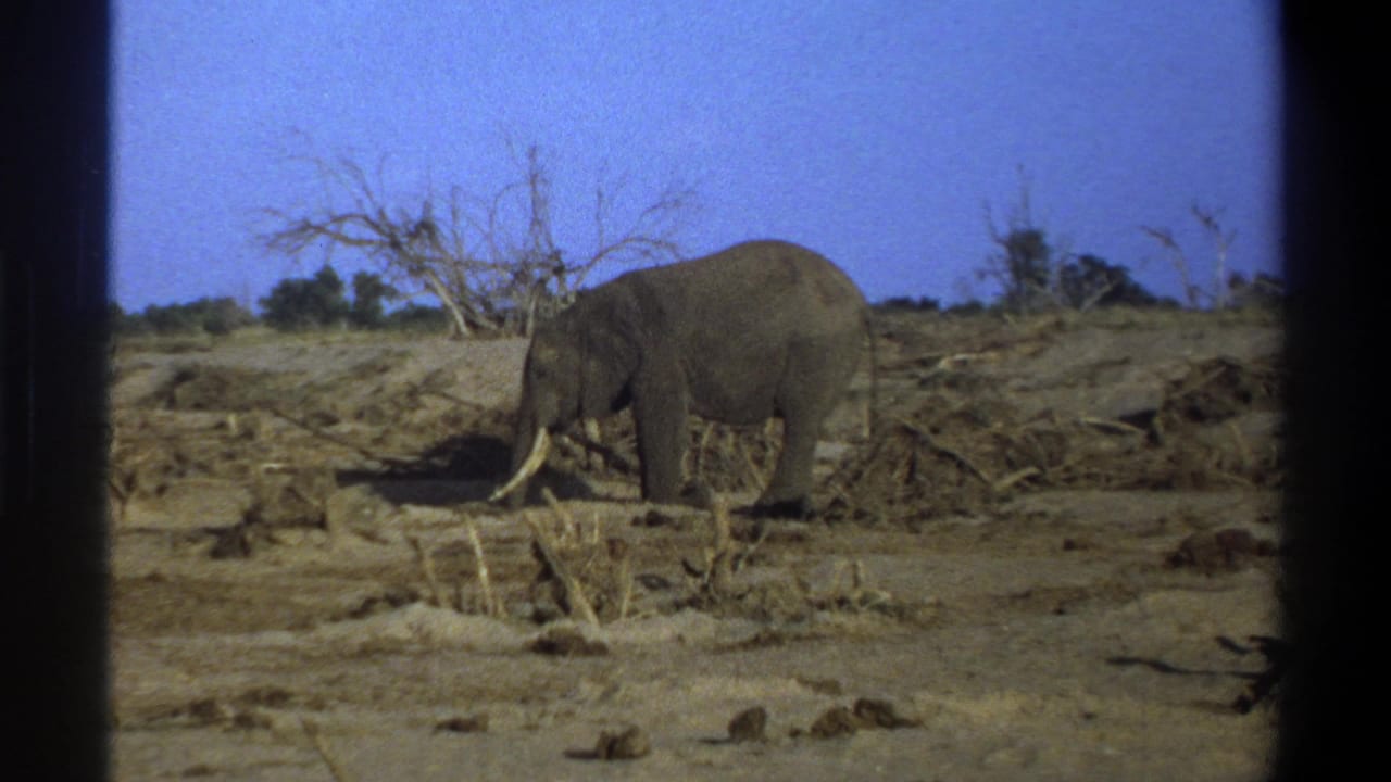 1969 South Africa 8mm frame of a tusked elephant in a dry savanna-like setting, bordered by dark film edges.