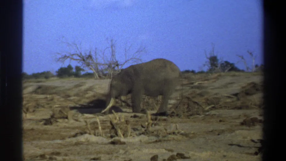 Vintage 8mm frame from South Africa showing a tusked elephant moving across dry terrain with scrub and bare branches.