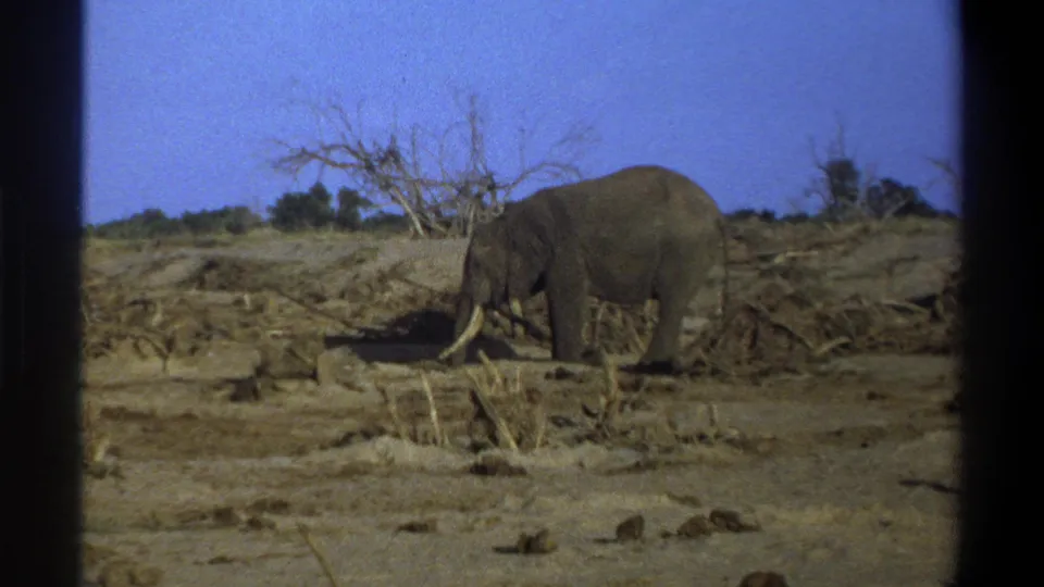 1969 8mm South Africa frame showing a tusked elephant near dry brush, with blue sky and dark scan borders visible.