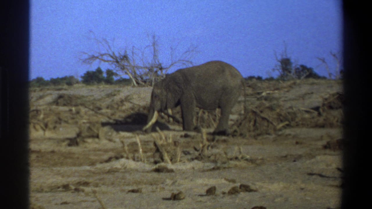 Tusked elephant standing in a dry landscape with leafless trees and blue sky.