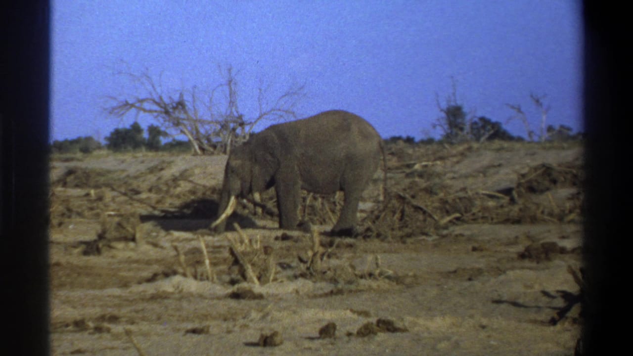 The elephant remains in profile within the 8mm frame, surrounded by dry ground, bare branches and low vegetation.