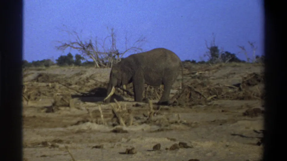 In the supplied 1969 South Africa clip, the tusked elephant lowers its head while standing among dry brush and leafless trees.