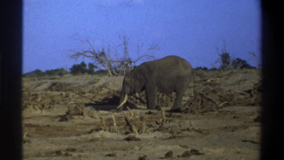 The final frame shows the elephant still in the arid setting, framed by dark 8mm borders and sparse trees.