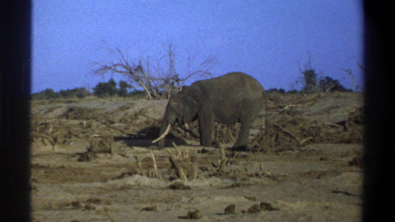 Tusked elephant standing on dry ground beneath a blue sky.