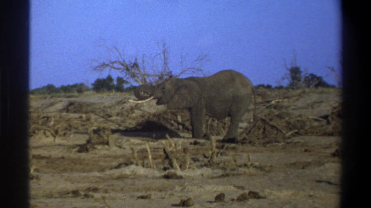 1969 South Africa home-movie frame of a tusked elephant in profile against dry terrain and a clear blue sky.