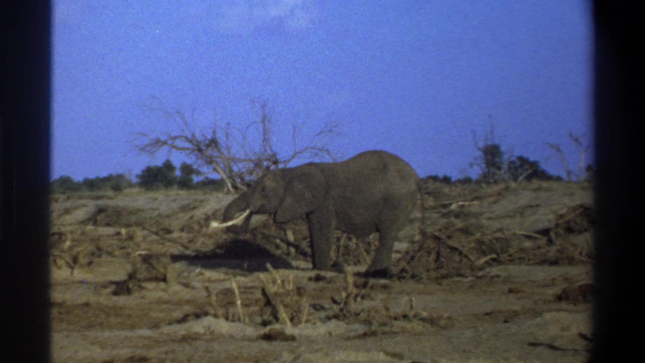 Lone tusked elephant standing in a dry field with sparse brush and bare trees.