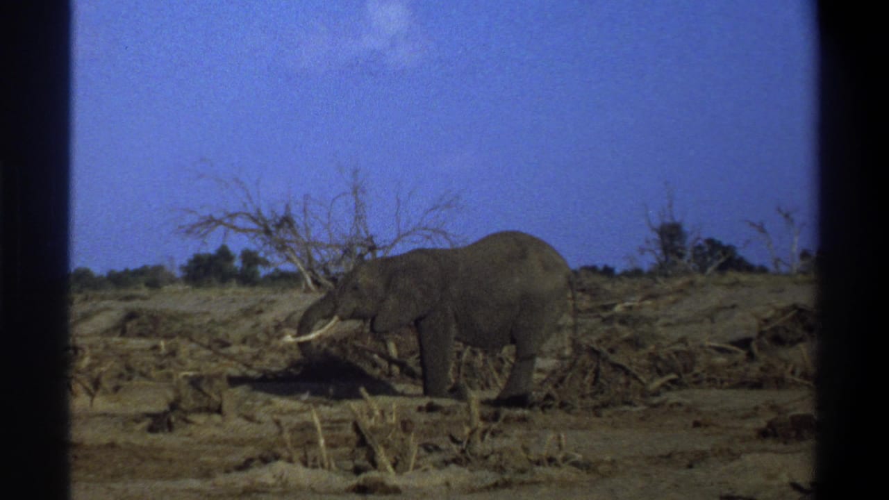 1969 South Africa home-movie frame of an elephant in profile, feeding amid dry brush and sparse trees.