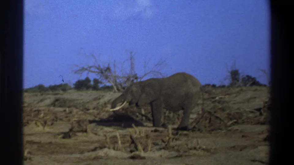 1969 South Africa home-movie frame of a lone elephant feeding in a dry field, with dark 8mm borders visible.