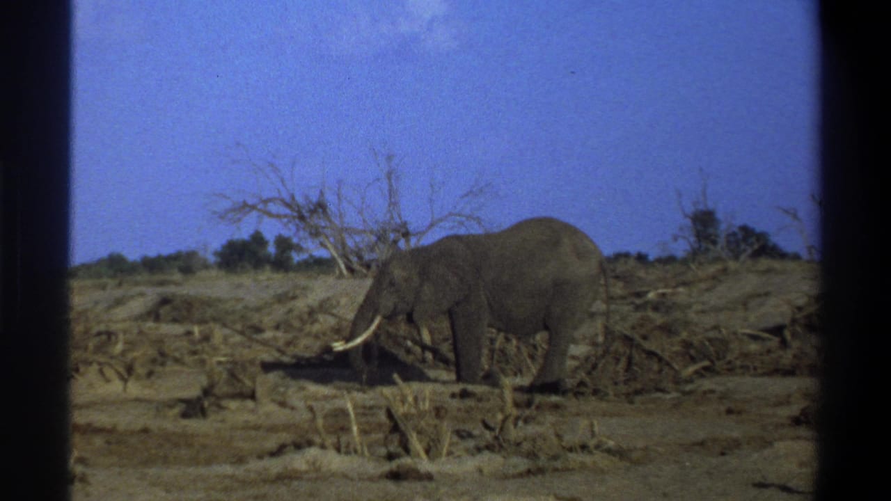 1969 South Africa 8mm frame showing a tusked elephant moving across dry brush with sparse trees and visible film borders.
