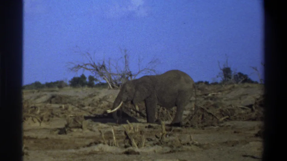 1969 South Africa 8mm frame showing a tusked elephant moving across dry brush with sparse trees and visible film borders.