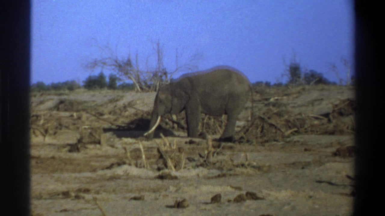 1969 South Africa home-movie frame of a large tusked elephant in an arid brush landscape with sparse trees behind it.