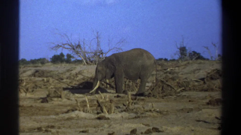 1969 South Africa 8mm frame holding on a tusked elephant among dry brush, low scrub, and leafless trees.