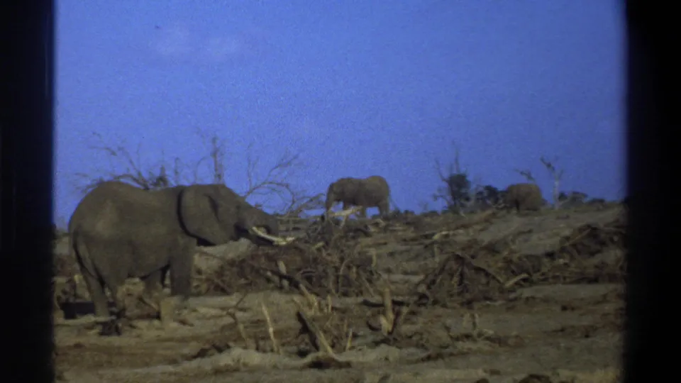 1969 South Africa 8mm frame showing a foreground elephant and a second elephant farther back across dry scrubland.