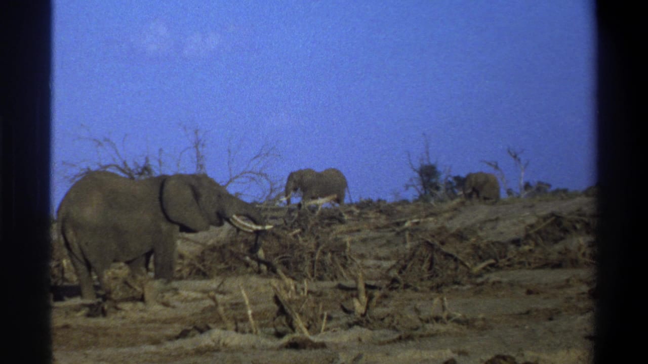 1969 8mm footage shows elephants with visible tusks moving through a dry South African landscape with sparse brush.